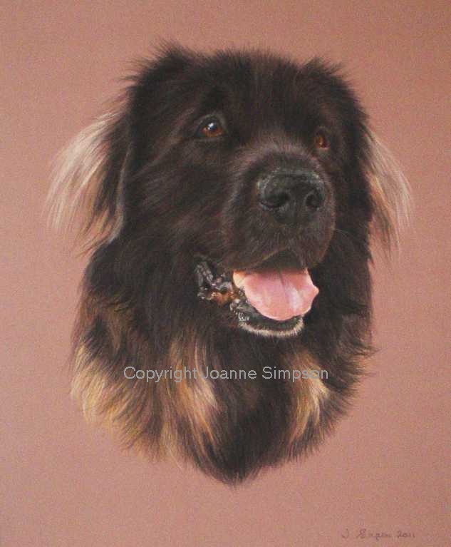 Leonberger pet portrait by Joanne Simpson.